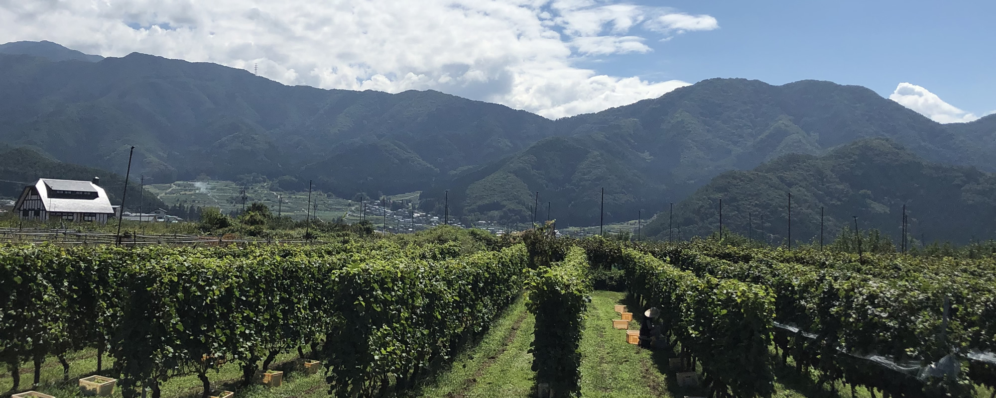 Reve de Vin信州高山ワインメイン画像4