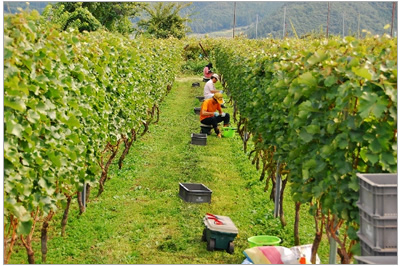 信州高山ワインReve de Vin画像4